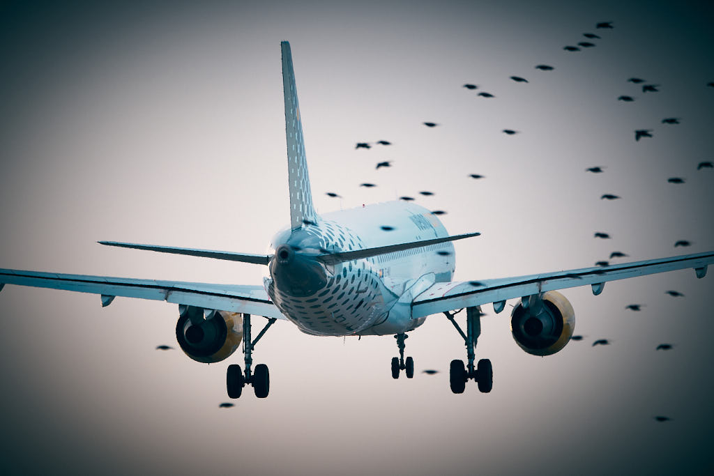 Avió de Vueling a punt d'aterrar en l'Aeroport de Barcelona darrere una bandada d'estornells.