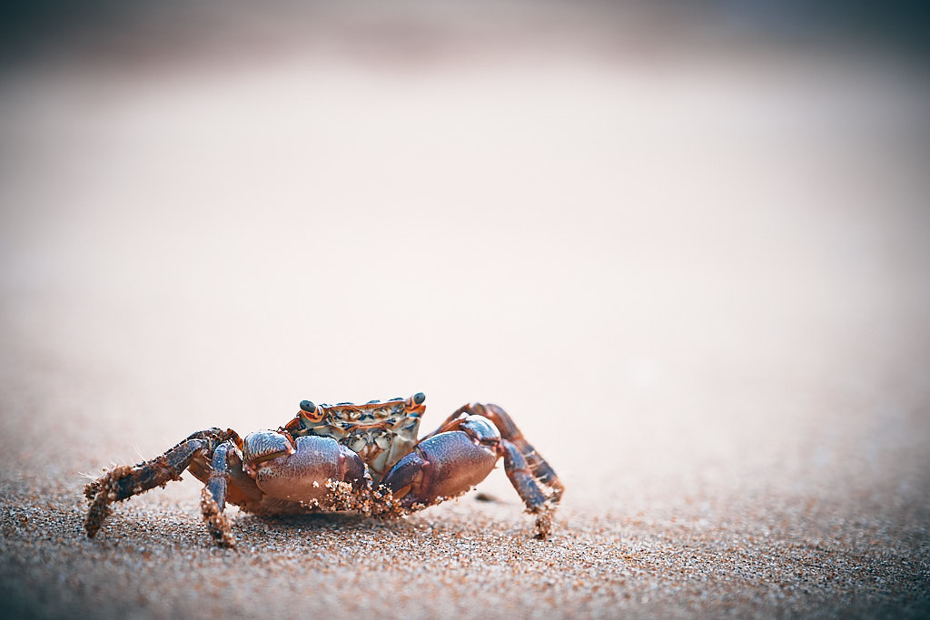 Crab in Altafulla beach, village of Tarragona.
